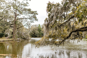Landscape with a path in the forest with cypress trees with Spanish moss, flowering azalea bushes, lilies, aerial roots on a spring day. Beautiful landscape design. Charleston, South Carolina, USA