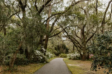 Keuken spatwand met foto Landscape with a path in the forest with cypress trees with Spanish moss, flowering azalea bushes, lilies, aerial roots on a spring day. Beautiful landscape design. Charleston, South Carolina, USA © Liudmila
