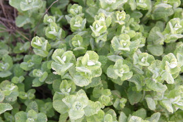  Mediterranean Woolly mint, Round-Leaved Mint, Apple mint, Pineapple Mint, Mentha suaveolens © Dana