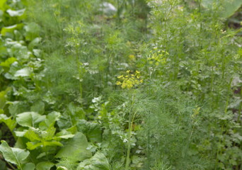 Flowering dill, garden of aromatic herbs, medicinal, spice plant