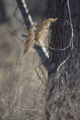 Reeds near tree