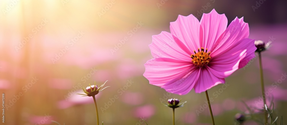 Sticker a closeup shot of a pink flower in a field, with the sun shining through its petals, against a backd