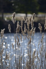 reeds in the morning