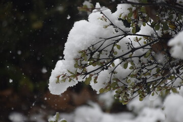 snow covered branches