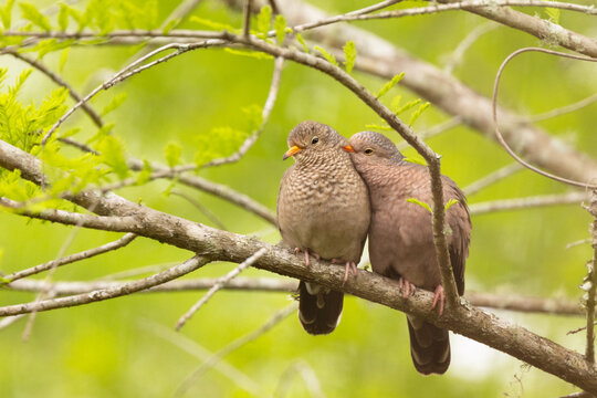 The cutest pair of doves you've ever seen. Two common ground doves (Columbina passerina) perched on a branch of a cypress tree, grooming each other adorably. 