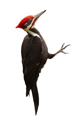 A pileated woodpecker (Dryocopus pileatus) closeup isolated on a transparent background. PNG. Clipped from my original photo.