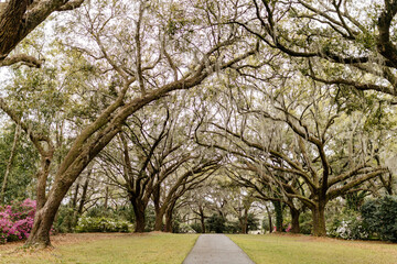 Landscape with a path in the forest with cypress trees with Spanish moss, flowering azalea bushes, lilies, aerial roots on a spring day. Beautiful landscape design. Charleston, South Carolina, USA