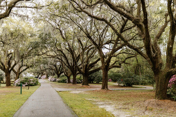 Landscape with a path in the forest with cypress trees with Spanish moss, flowering azalea bushes, lilies, aerial roots on a spring day. Beautiful landscape design. Charleston, South Carolina, USA