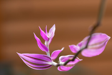 シマムラサキツユクサの花