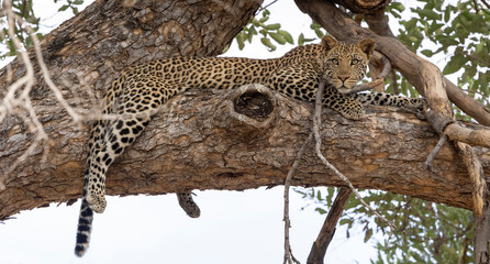 Leopard sitting in a tree in Botswana, Africa