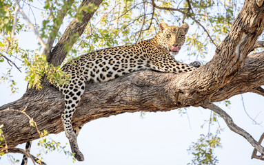 Leopard sitting in a tree in Botswana, Africa