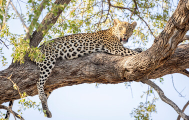 Leopard sitting in a tree in Botswana, Africa