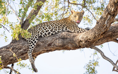 Leopard sitting in a tree in Botswana, Africa
