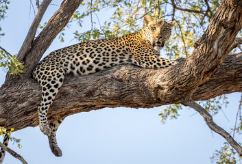 Leopard sitting in a tree in Botswana, Africa