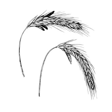 Vector illustration of rye ears with Ergot, Claviceps pupurea. Ink drawing of fungal plant disease.