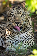 Leopard in Botswana, Africa