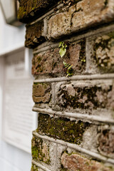 Beautifully decorated facade of an old house. Beautiful landscape design in old town. Charleston, South Carolina, USA