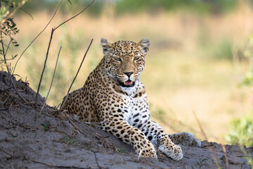 Leopard in Botswana, Africa