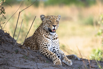 Leopard in Botswana, Africa