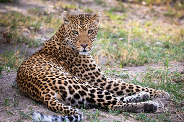 Leopard in Botswana, Africa