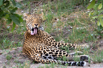 Leopard in Botswana, Africa