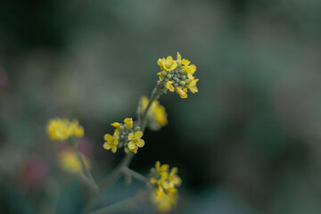 Tiny florals