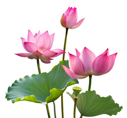 Botanical pink lotus flower and leaf in nature isolated on transparent background.
