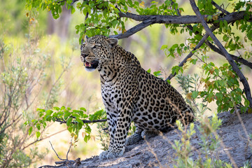 Leopard in Botswana, Africa