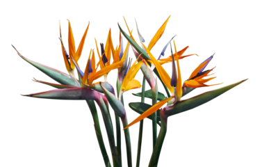 Bird of paradise flower isolated on transparent background
