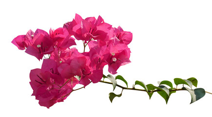 Pink Bougainvillea flower isolated on transparent background - 766721465