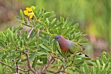 Male Pink necked green pigeon (Treron vernans) perching on a tree