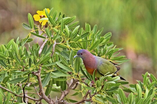 Male Pink necked green pigeon (Treron vernans) perching on a tree