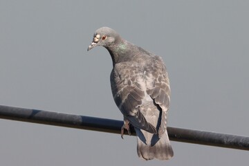 Rock dove or Rock pigeon (Columba livia), bird sick by Avian pox, tumour on the head around beak