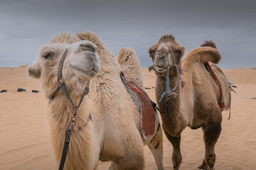 Close un portrait of the three funny camels in desert of Inner Mongolia, China