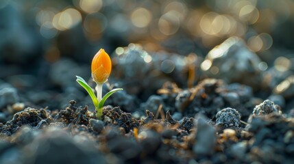 A young plant emerging from dark soil with a beautiful sunlit bokeh effect in the background, symbolizing new beginnings