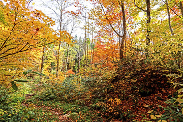 Obraz premium Detail of the autumn season leaf in Japan