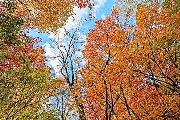 Detail of the autumn season leaf in Japan