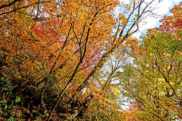 Naklejka premium Detail of the autumn season leaf in Japan