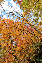 Detail of the autumn season leaf in Japan