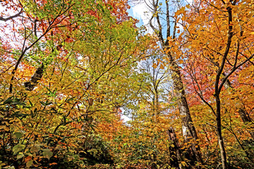 Fototapeta premium Detail of the autumn season leaf in Japan