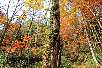 Detail of the autumn season leaf in Japan