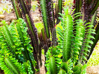 various cactus plants as public park decorations