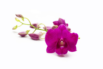 Fototapeta na wymiar Beautiful purple orchid flower on white background.