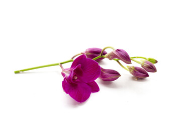 Beautiful purple orchid flower on white background.