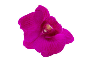 Naklejka na ściany i meble Beautiful purple orchid flower on white background.