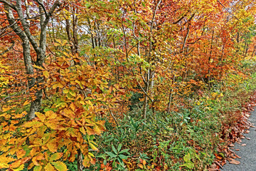 Detail of the autumn season leaf in Japan