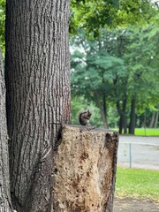 squirrel in the woods