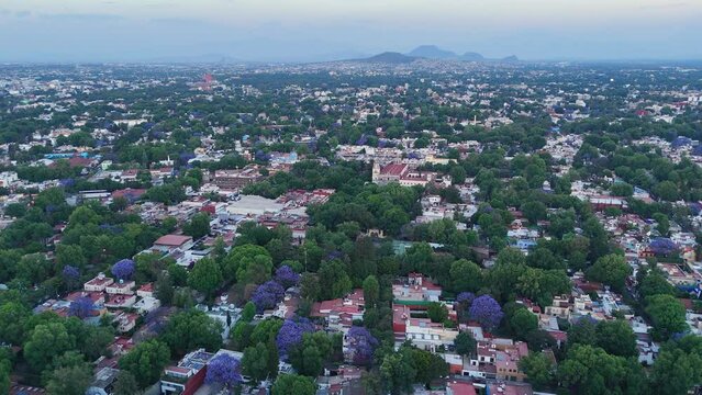Jacaranda tree among red-roofed buildings in Coyoacan, Mexico City, Drone view