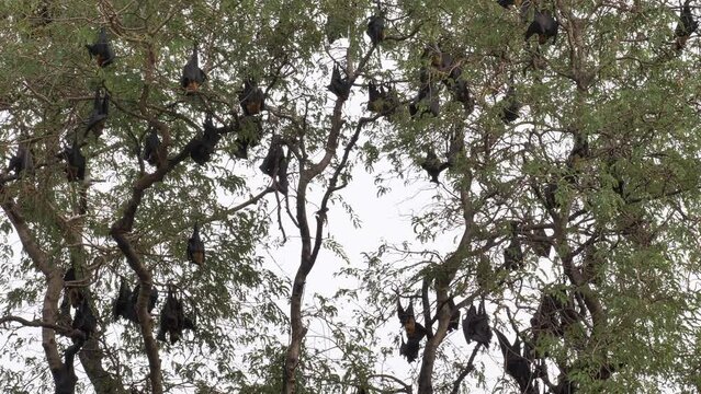 A lot of Lyle's flying fox on tree