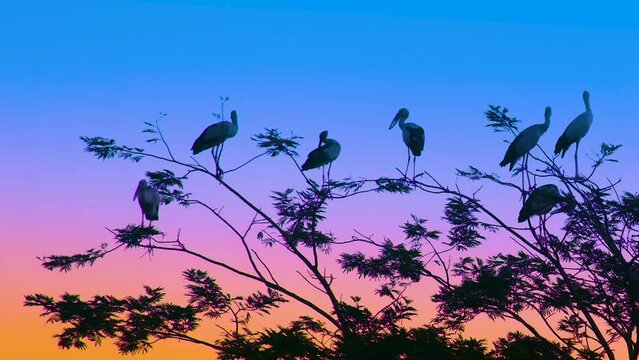 Silhouetted migrating storks perched on treetops at dusk, with a vibrant twilight sky